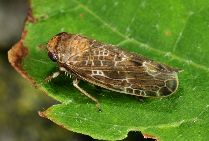 Allygidius sp.